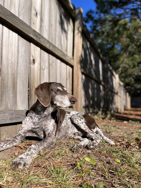 /images/uploads/southeast german shorthaired pointer rescue/segspcalendarcontest2021/entries/21850thumb.jpg